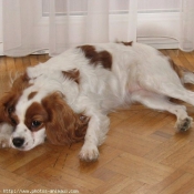 Photo de Cavalier king charles spaniel