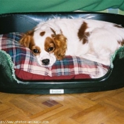 Photo de Cavalier king charles spaniel