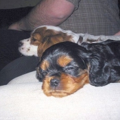 Photo de Cavalier king charles spaniel