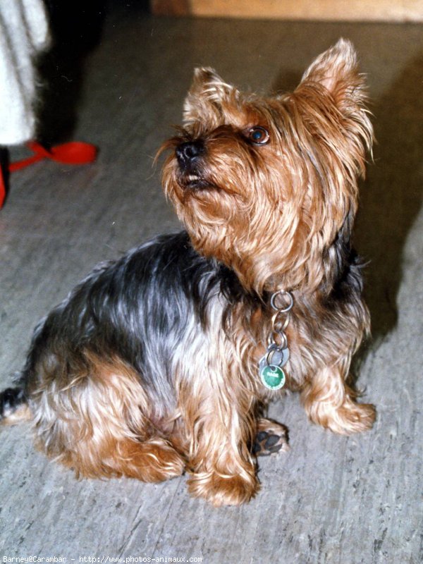 Photo de Yorkshire terrier