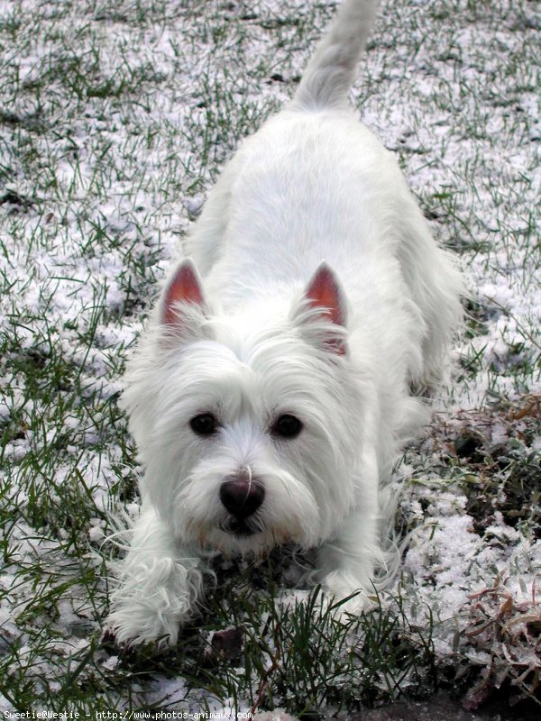 Photo de West highland white terrier