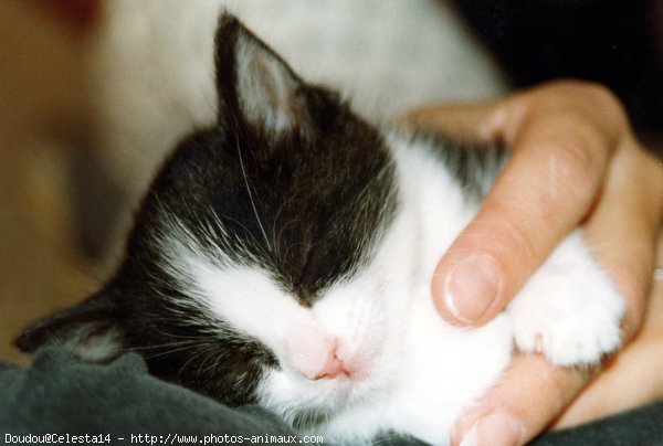 Photo de Chat domestique