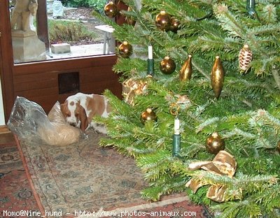 Photo de Basset hound