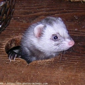 Photo de Furet