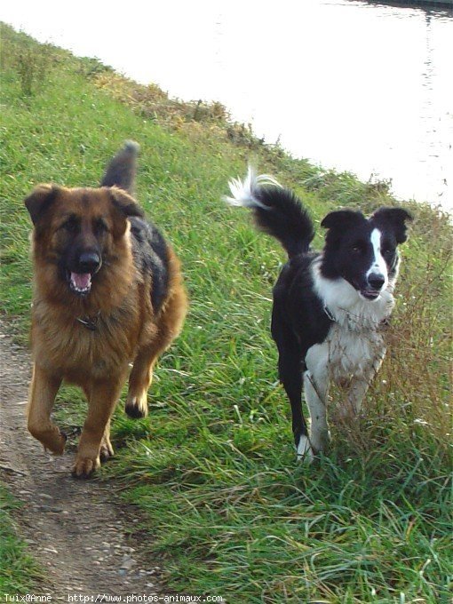 Photo de Border collie