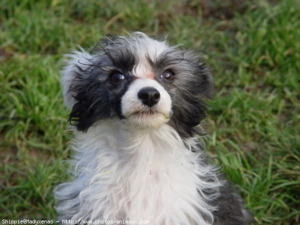 Photo de Chien chinois nu  crte