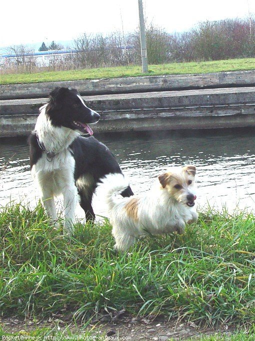 Photo de Jack russell terrier