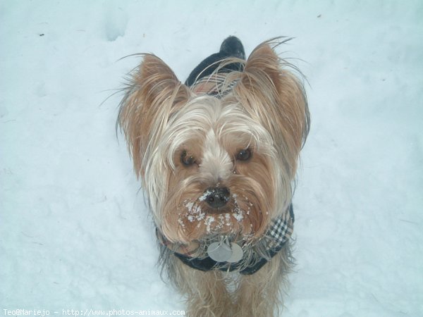 Photo de Yorkshire terrier