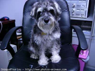 Photo de Schnauzer gant