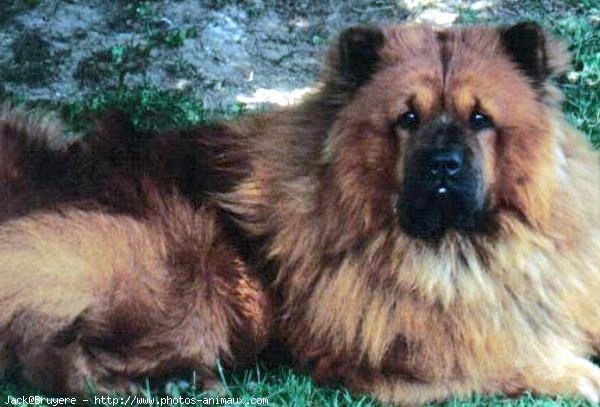 Photo de Chow chow