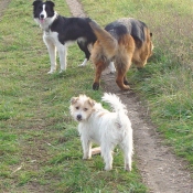 Photo de Jack russell terrier