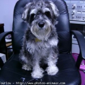 Photo de Schnauzer gant