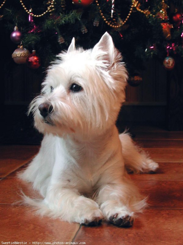 Photo de West highland white terrier