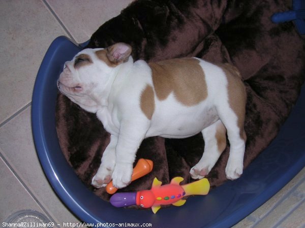 Photo de Bulldog