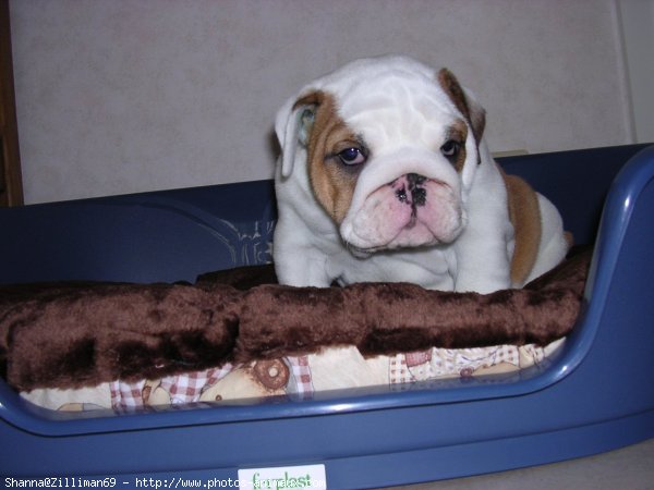 Photo de Bulldog