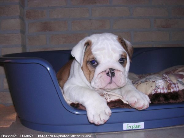 Photo de Bulldog