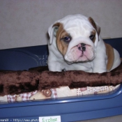 Photo de Bulldog