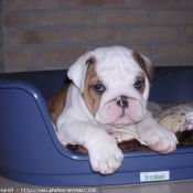 Photo de Bulldog