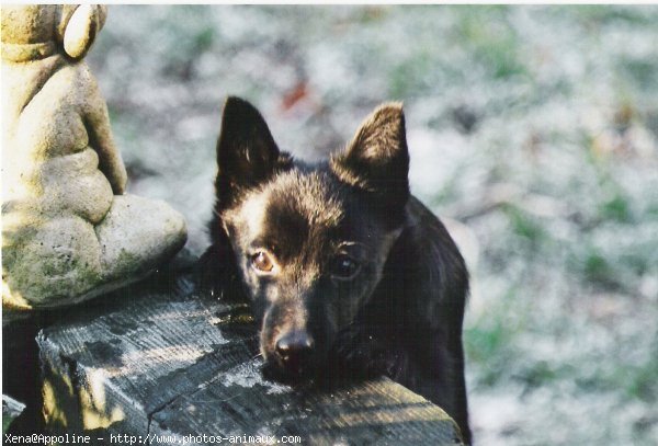 Photo de Races diffrentes