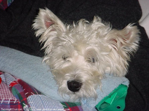 Photo de West highland white terrier