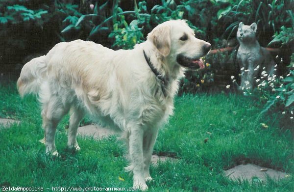 Photo de Golden retriever