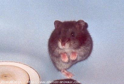 Photo de Hamster