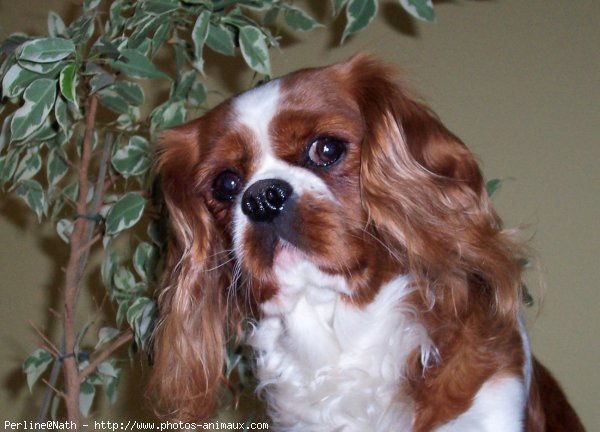 Photo de Cavalier king charles spaniel