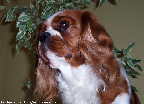 Photo de Cavalier king charles spaniel