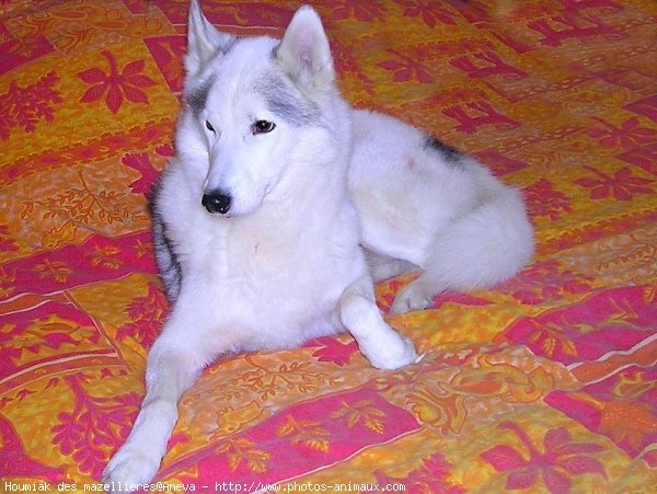 Photo de Husky siberien