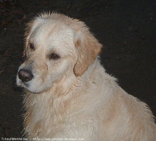 Photo de Golden retriever