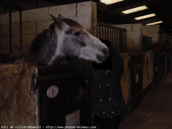 Photo de Poney franais de selle