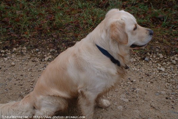 Photo de Golden retriever