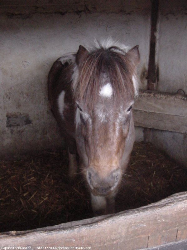 Photo de Poney franais de selle