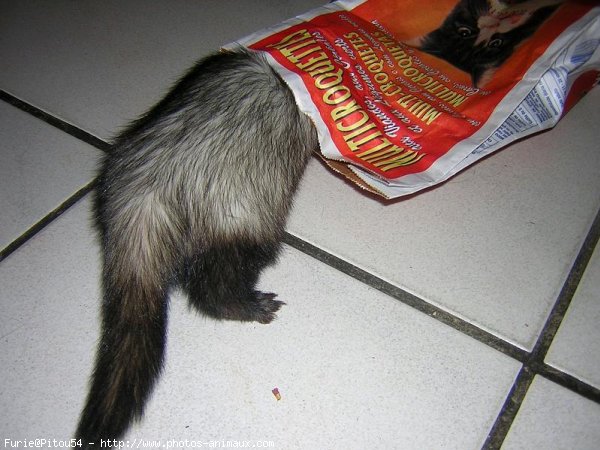 Photo de Furet