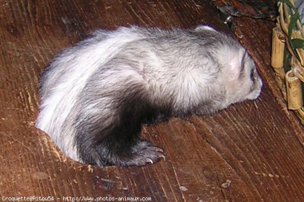 Photo de Furet