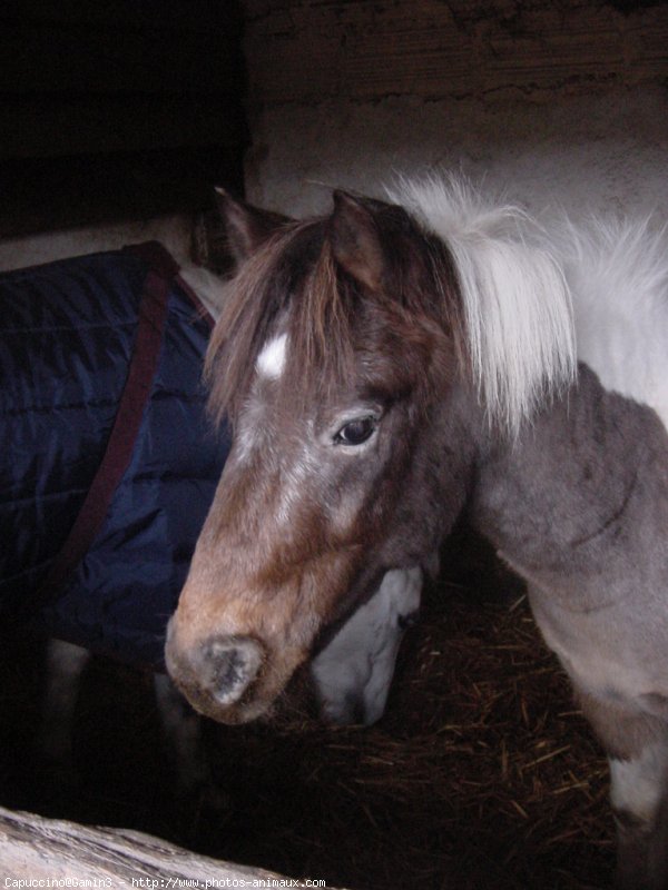 Photo de Poney franais de selle