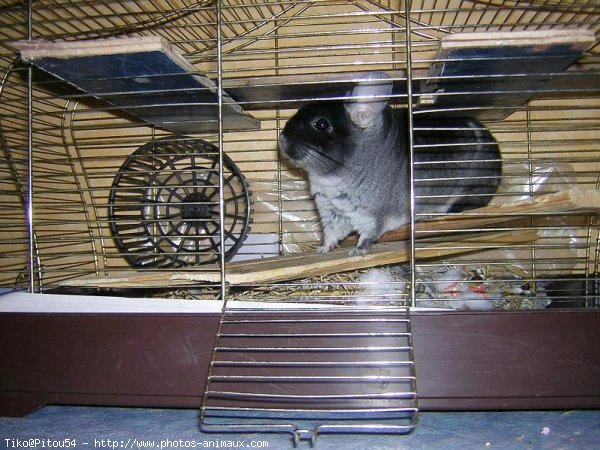 Photo de Chinchilla