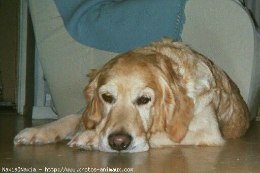 Photo de Golden retriever