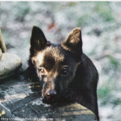 Photo de Races diffrentes