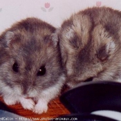 Photo de Hamster