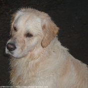 Photo de Golden retriever