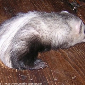 Photo de Furet