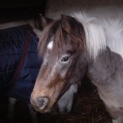 Photo de Poney franais de selle