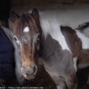 Photo de Poney franais de selle