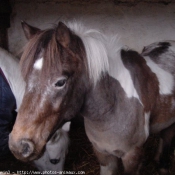 Photo de Poney franais de selle