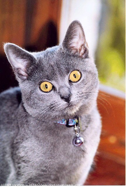 Photo de Chartreux