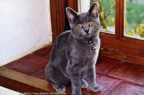 Photo de Chartreux