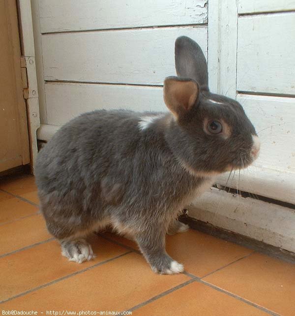 Photo de Lapin