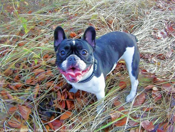 Photo de Bouledogue franais