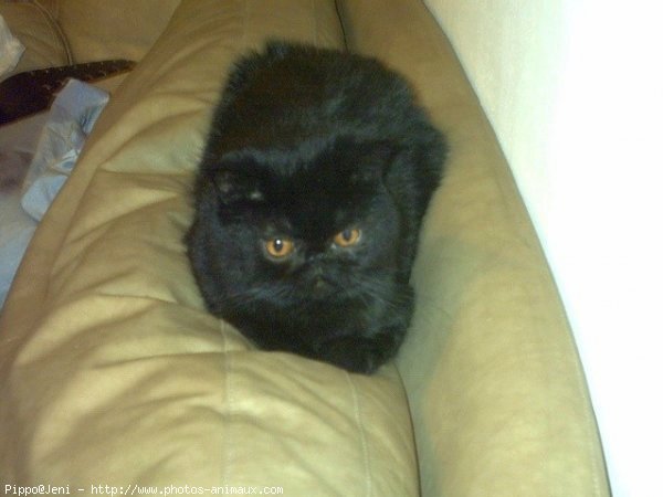 Photo d'Exotic shorthair